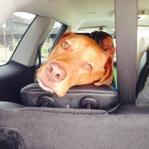 Meet your Posher, Tracy